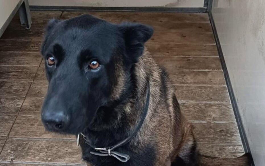 世界杯高清直播平台-在梅斯vs里昂的比赛赛后，一条警犬在干预球迷斗殴过程中丧生